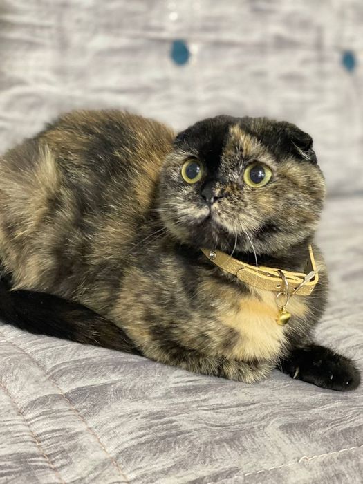 Сотилади, Продается