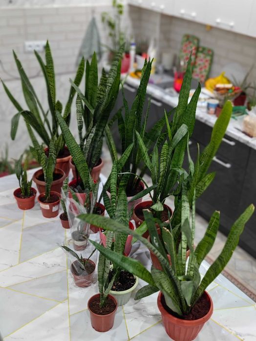 Цветы комнатные растение