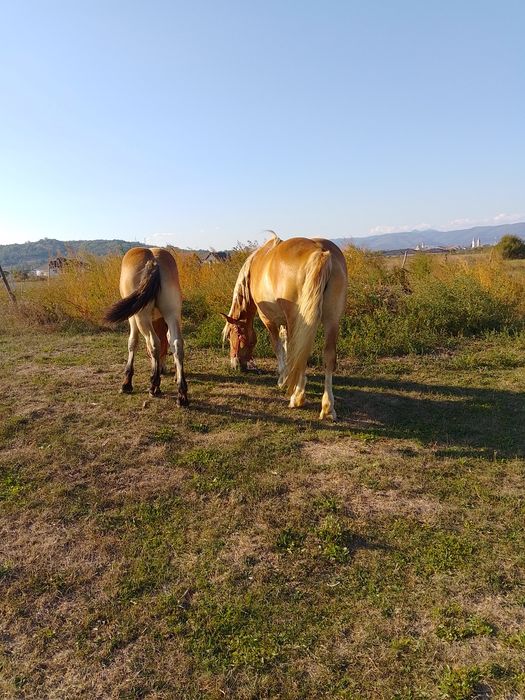 Iapă cu mânză de vânzare