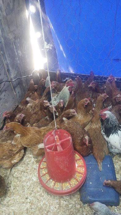 Продам куры домашние и ломан браун