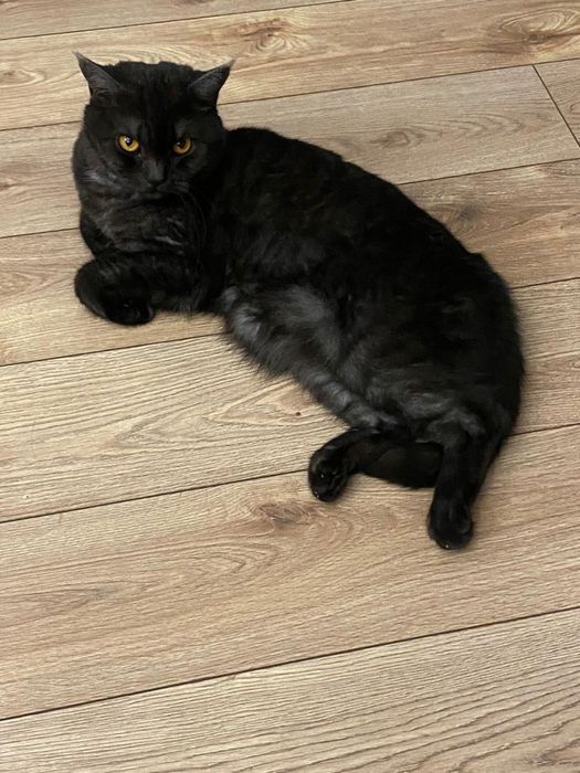 Кошка скотиш страйт