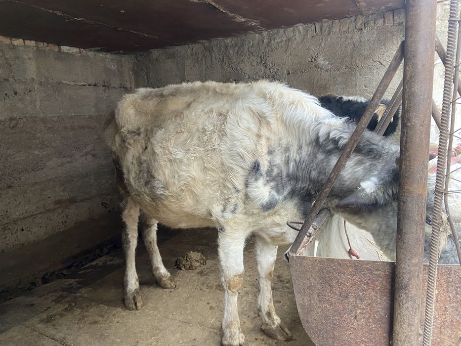 Шаруа сиыр сатылады