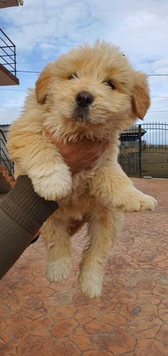 Catel ciobanesc mioritic