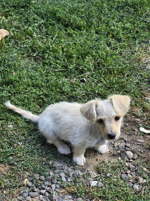 Pui bichon maltez