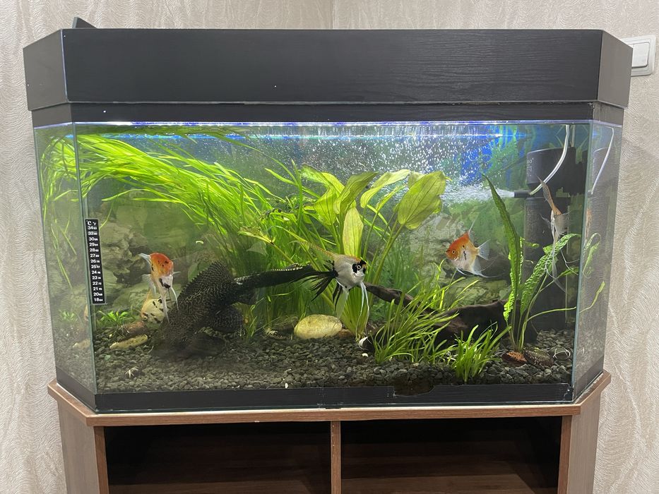 Аквариум трапеция 180л. оборудованный