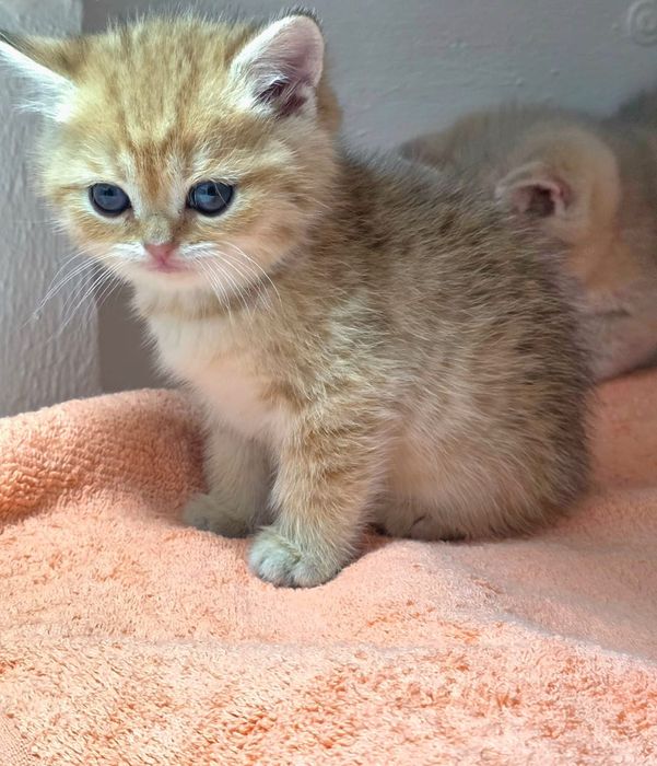 Британские  девули.пареньки.