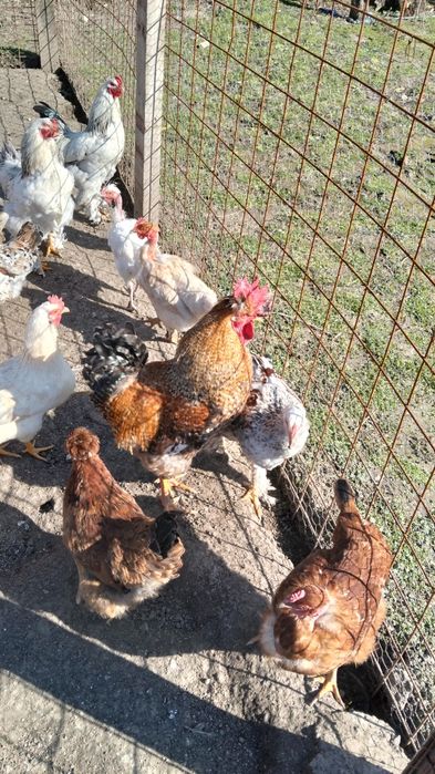 Vând cocoși de țară