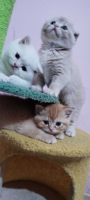 Невероятни шотландски котенца