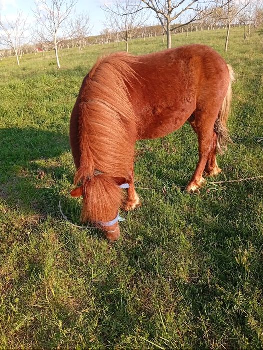 Armasar de monta ponei