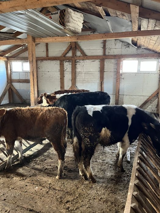 Vand 4 vitele si un tauras