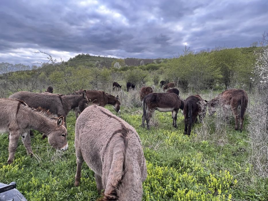 40 măgari masculi – întrețin 40–80 ha fără utilaje (cost minim)