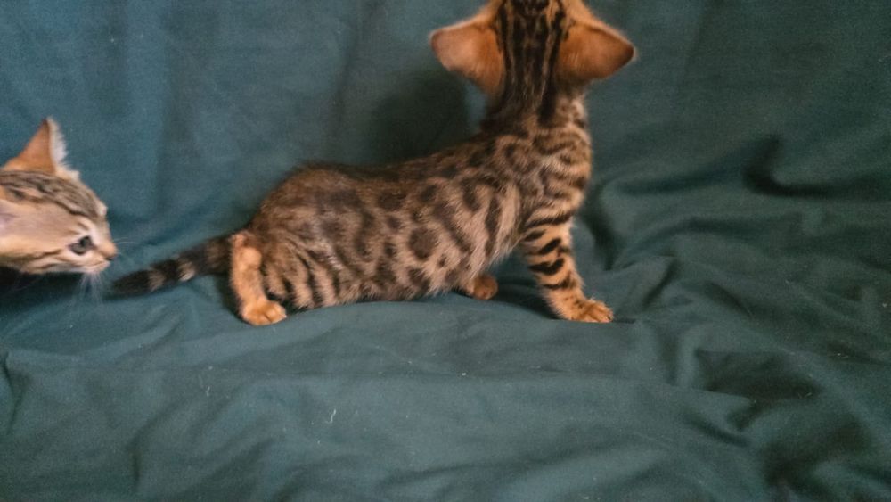 Бенгальские котята