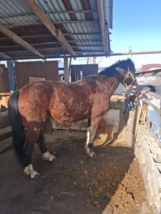 Продам жеребеца 6 лет