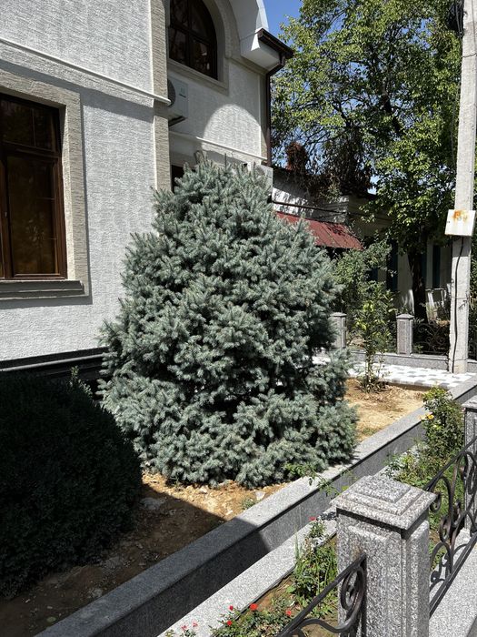 Голубой ель 12 лет высота больше 3м. Договорная