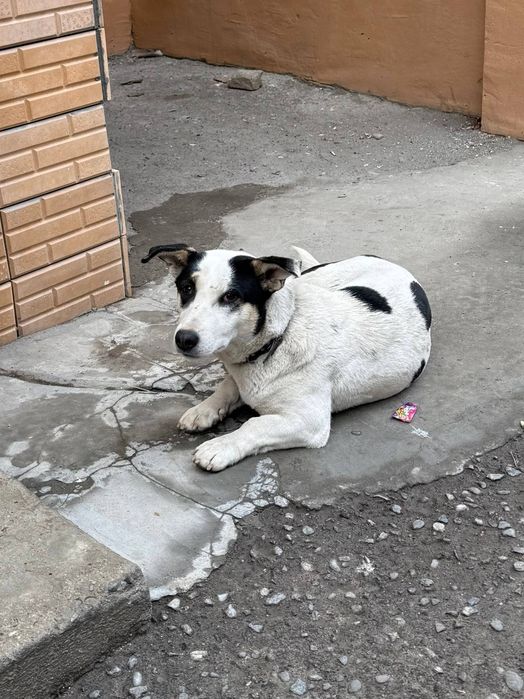 Собаки ищут дом.  Помогите их пристроить