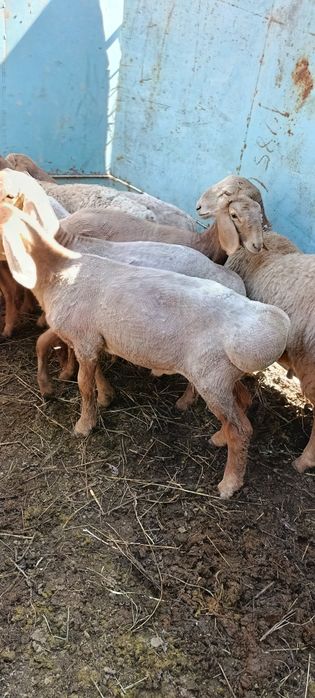 Койлар, бараны. Порода арашан.