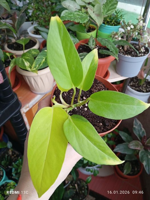 Продам комнатные растения