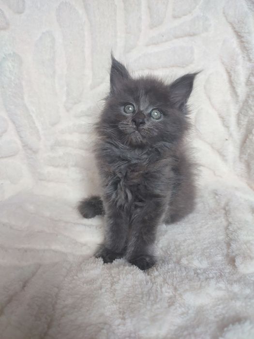 Продается котенок меин кун