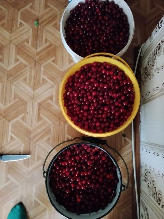 Вишня дачная продам