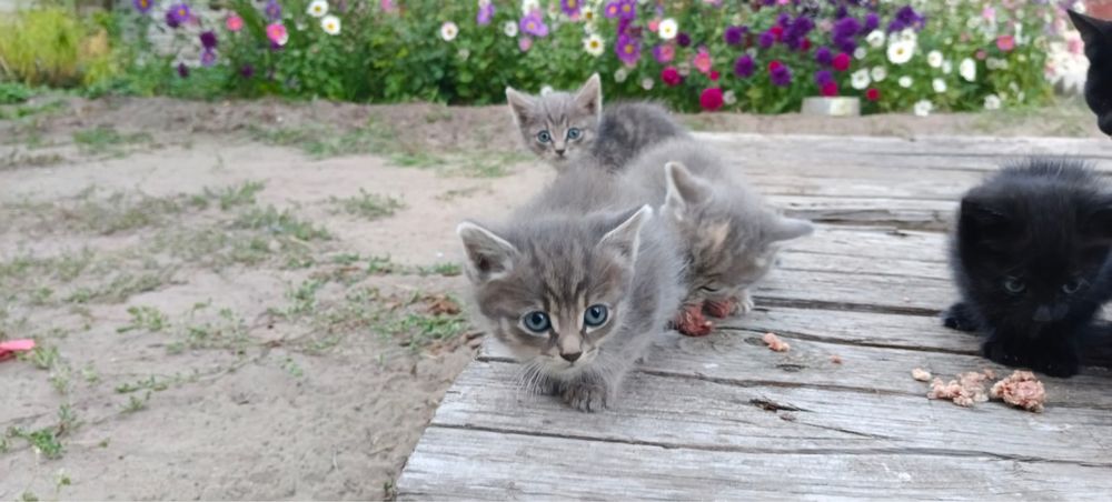 Отдам  котят бесплатно в  добрые руки