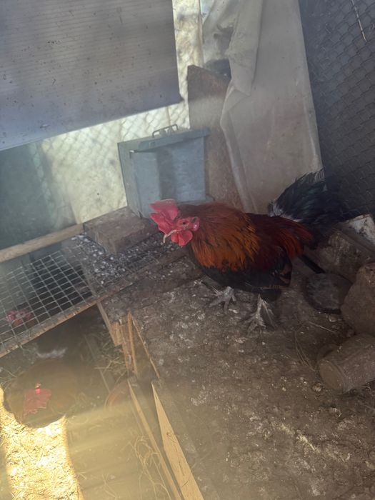 Продам петухов недорого