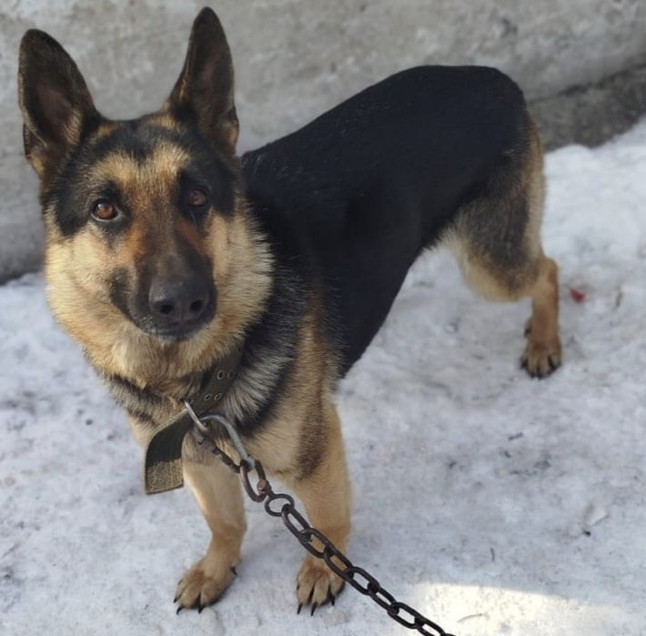 Овчарка охранница