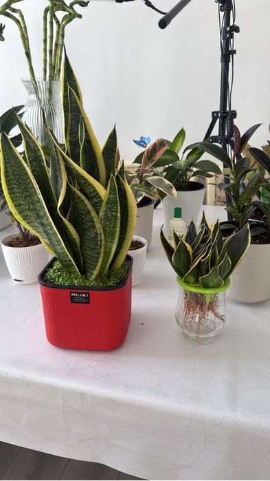 Комнатные растения