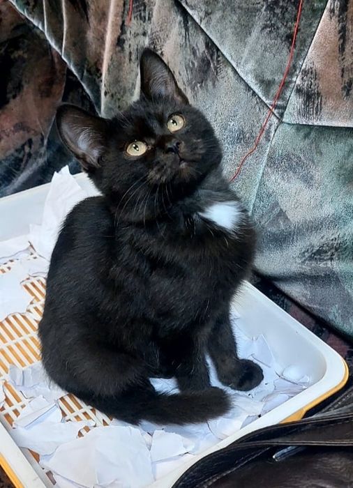 Симпатичный котенок ищет любящих хозяев.
