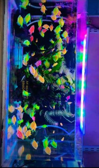 Тернетсия глофиш