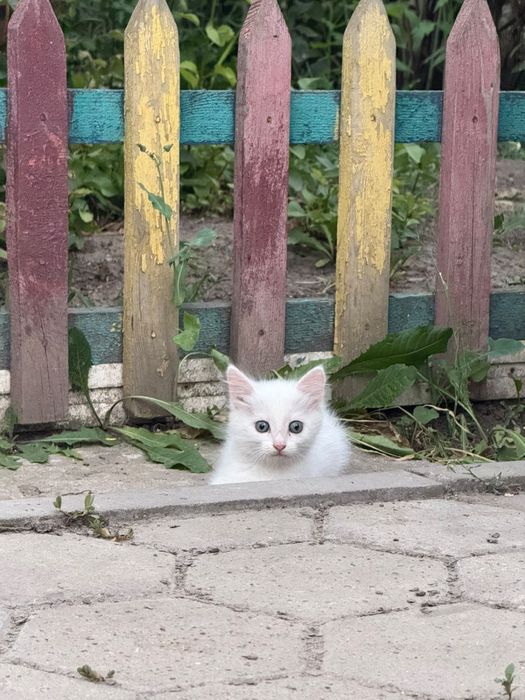 Отдам даром в добрые руки