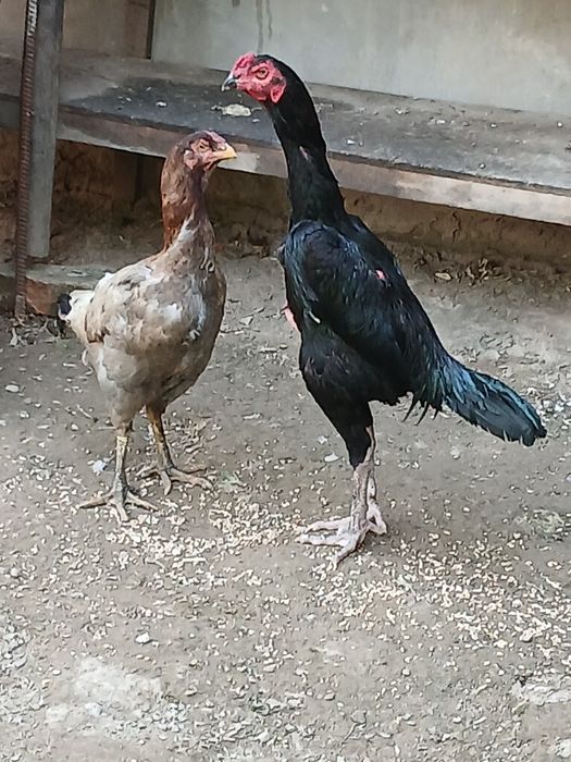 Продаю петуха с курицами