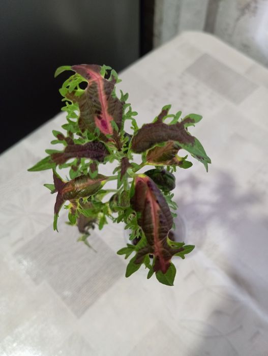 Укоренённые колеусы