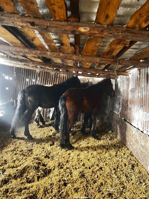 тай 1.8 с откорма 4 головы