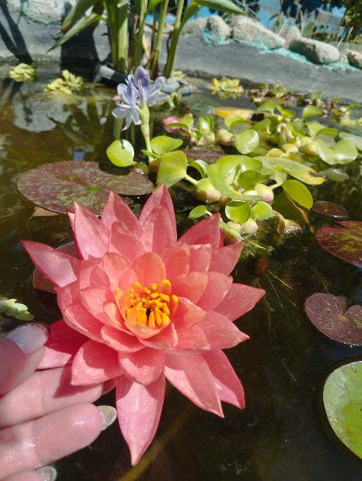 Нимфея кувшинка лилия