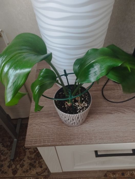 Молочай миля крупноцветковый,  район Евразии