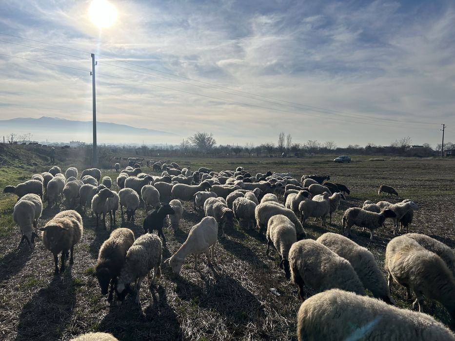 Продавам овце, агнета и шилета