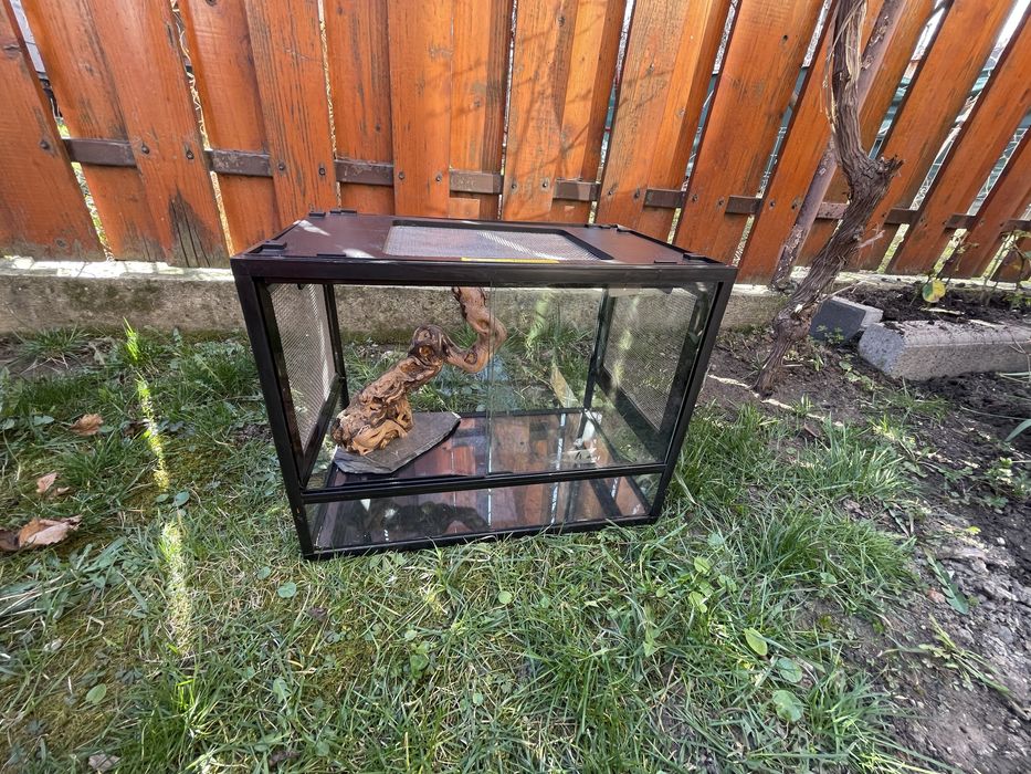 Terarium reptile