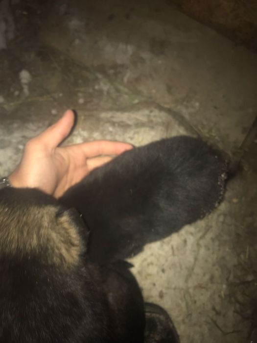 Продам щенят немцы