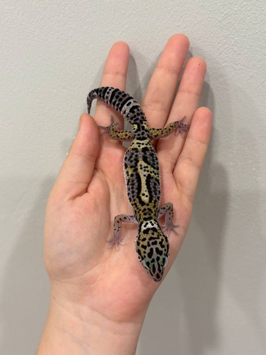 Эублефары разных морф