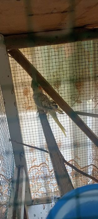 Karella sotilati parasi 350 ming