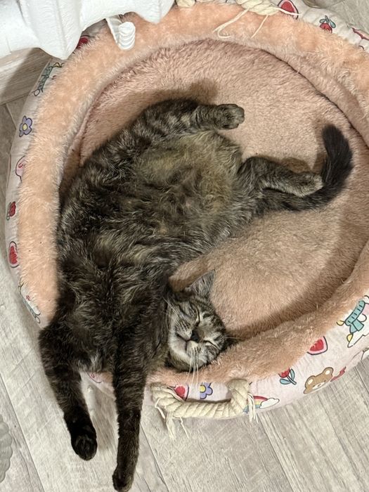 Отдам кошечку в хорошие руки