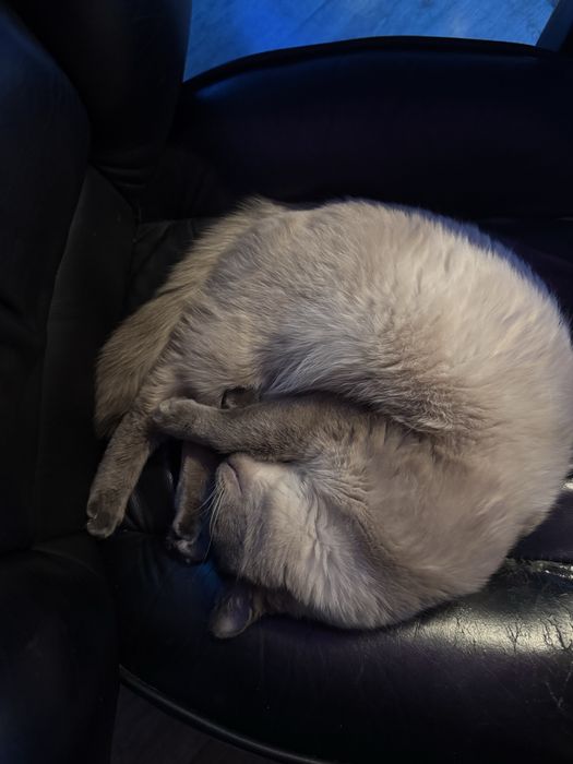 Отдам бесплатно кота 5 лет