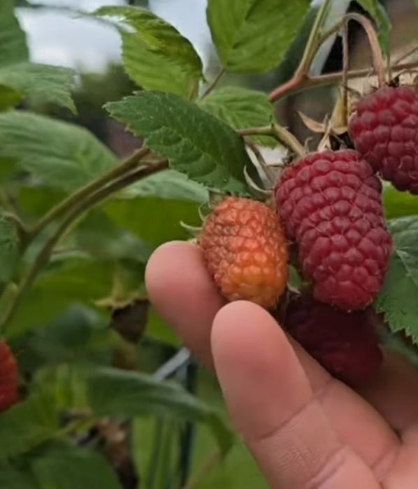 Продам саженцы малины ремонтантные сорта