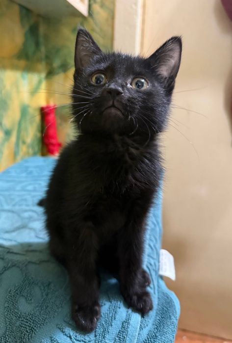Котята в добрые руки. Ташкент