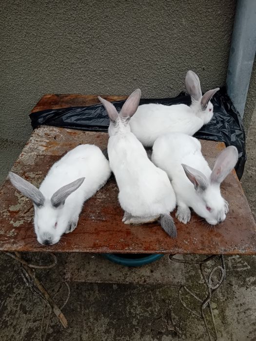 Vand puiet panonia cu UT