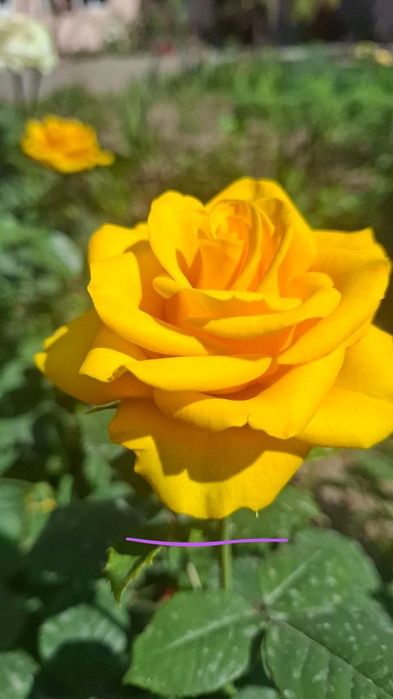 Atirgul роза сортларига гарантия 100