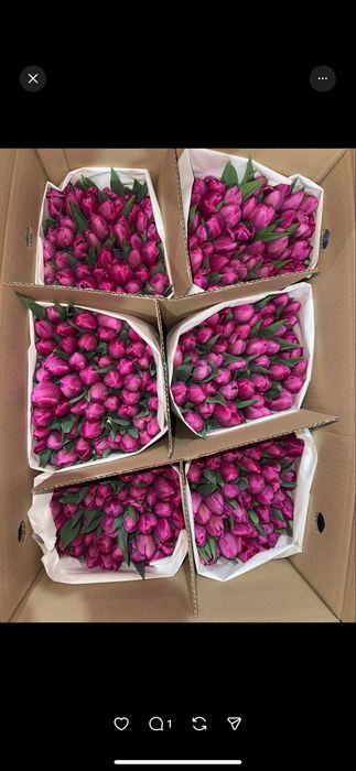 Свежие тюльпаны Шымкент продаются пачками