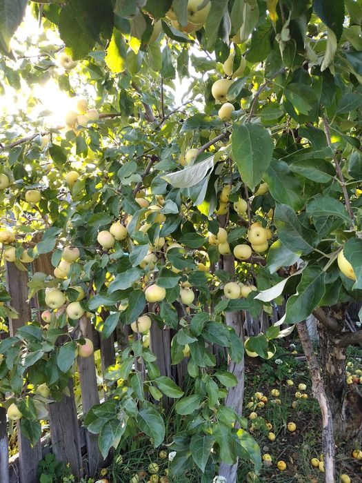 Продам дачу Тимирязева