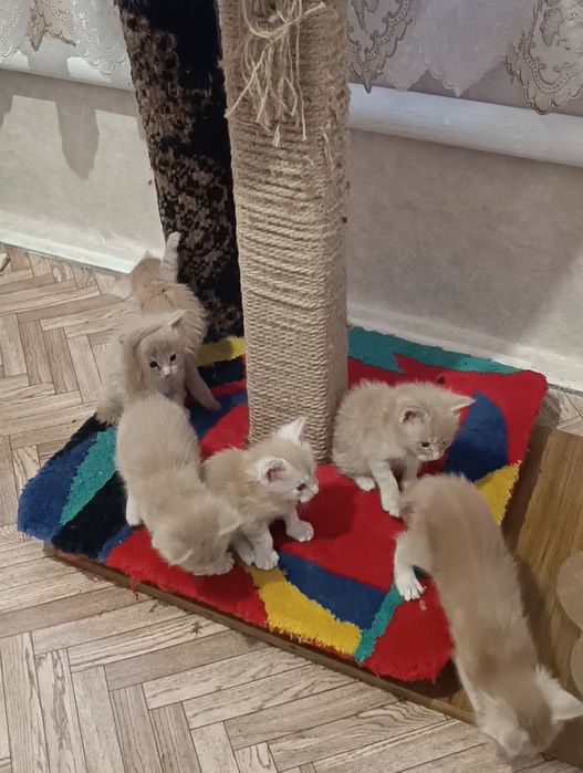 Котята породы Мейн-кун