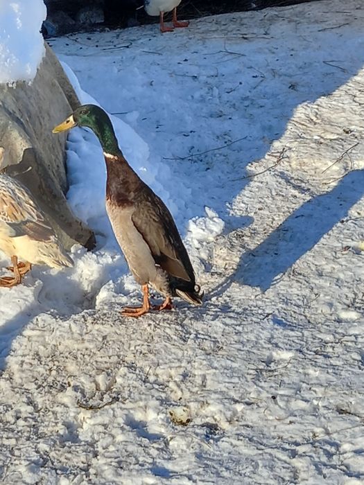 Oua pentru incubat de la rate indiene alergatoare